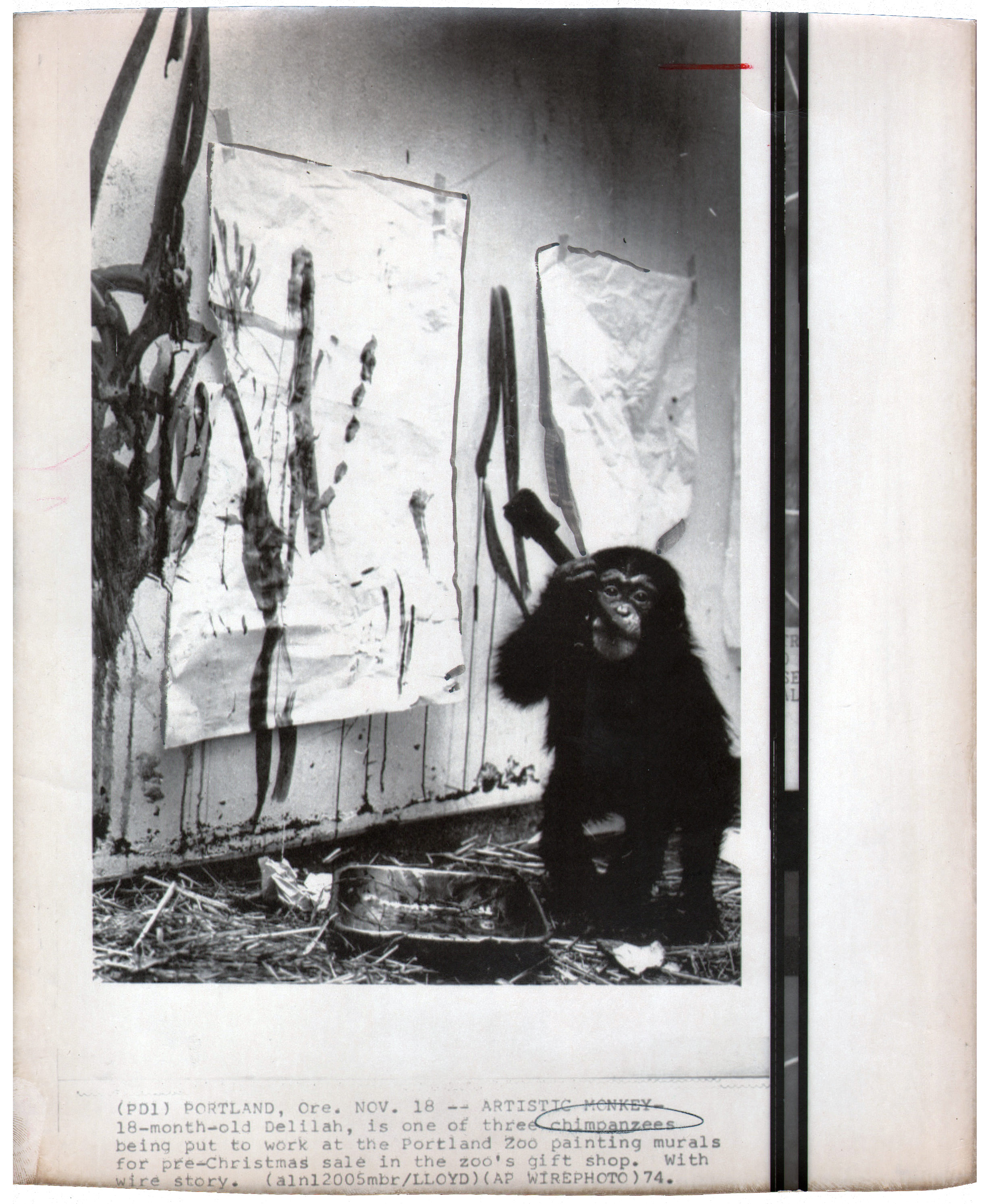 Chimpanzee artists - 