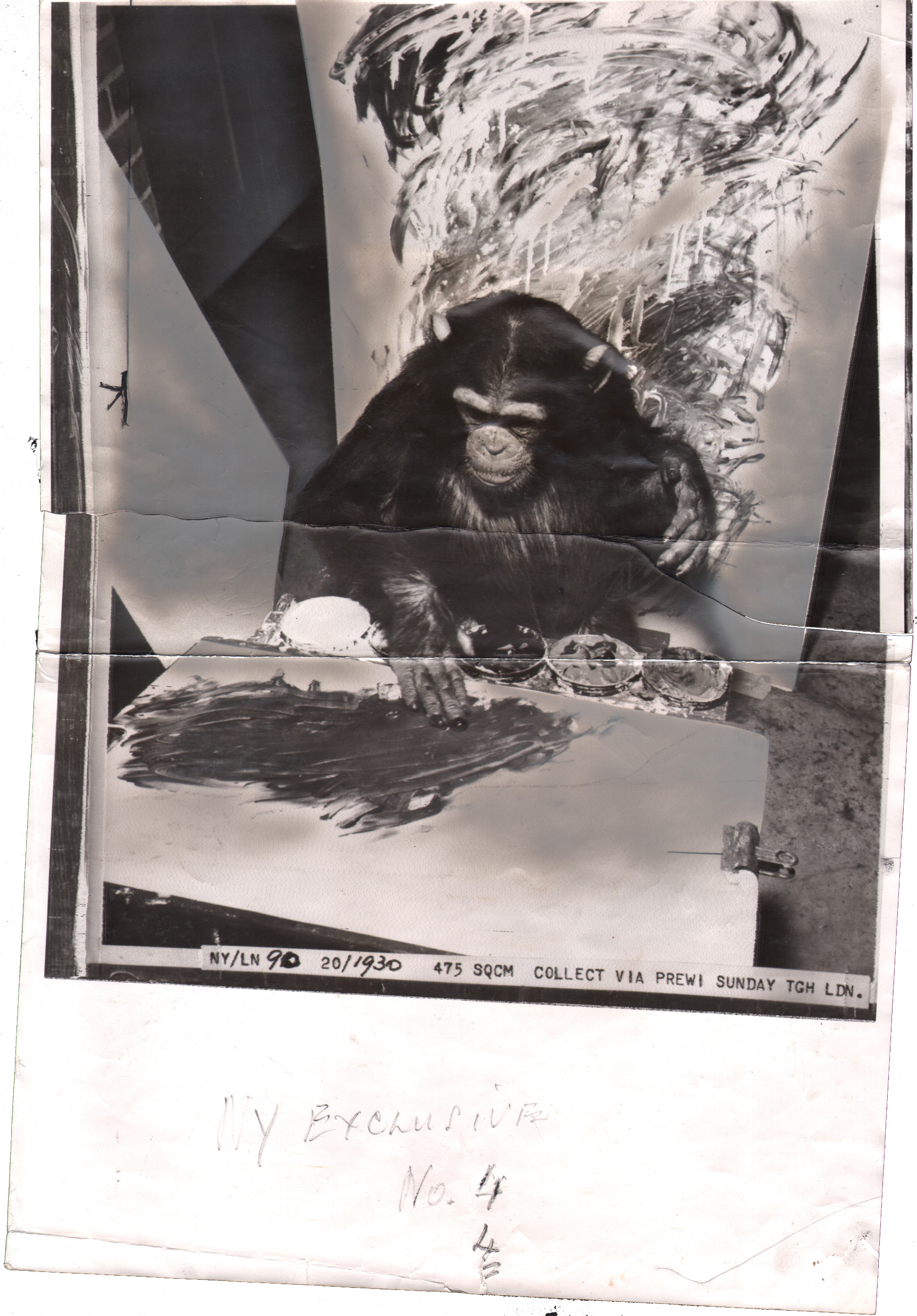 Chimpanzee artists - Beauty, A Three-Year Old Chimpanzee Busily At Work In Her «Studio» in Cincinnati Zoo, 1961