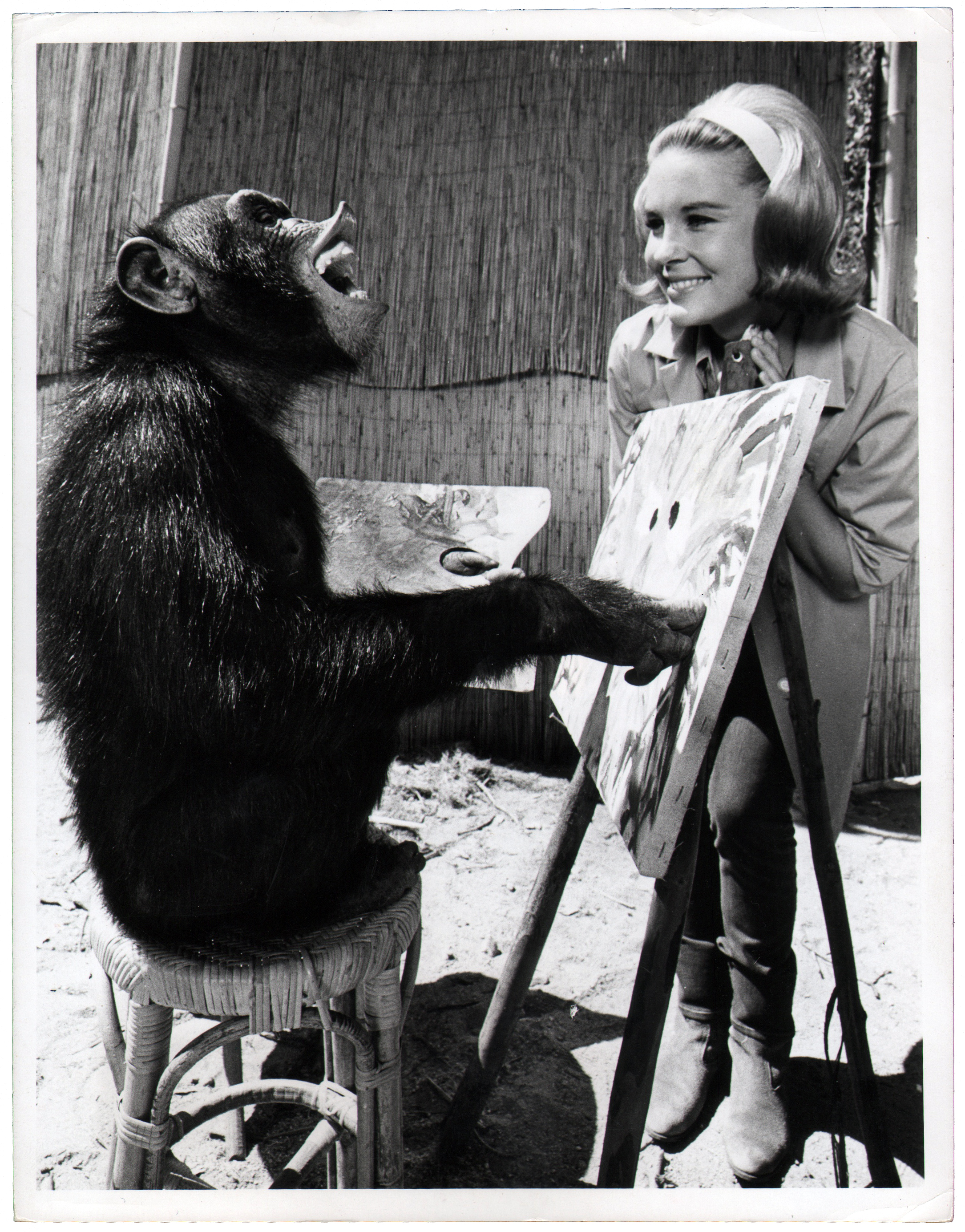 Chimpanzee artists - Judy, The Chimpanzee, with Cheryl Miller, 1966