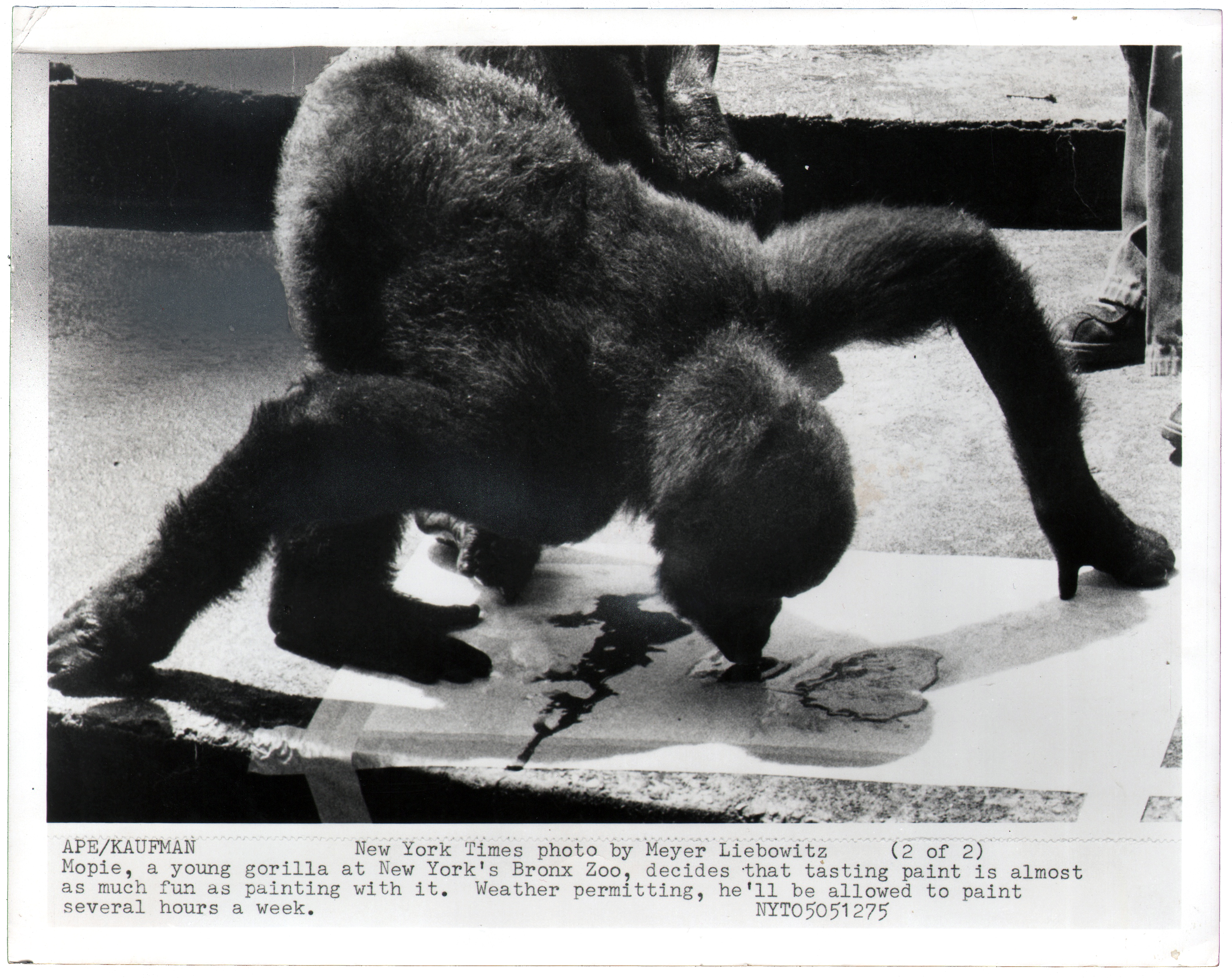 Chimpanzee artists - Mopie, A Young Gorilla at New York's Bronx Zoo], 1975