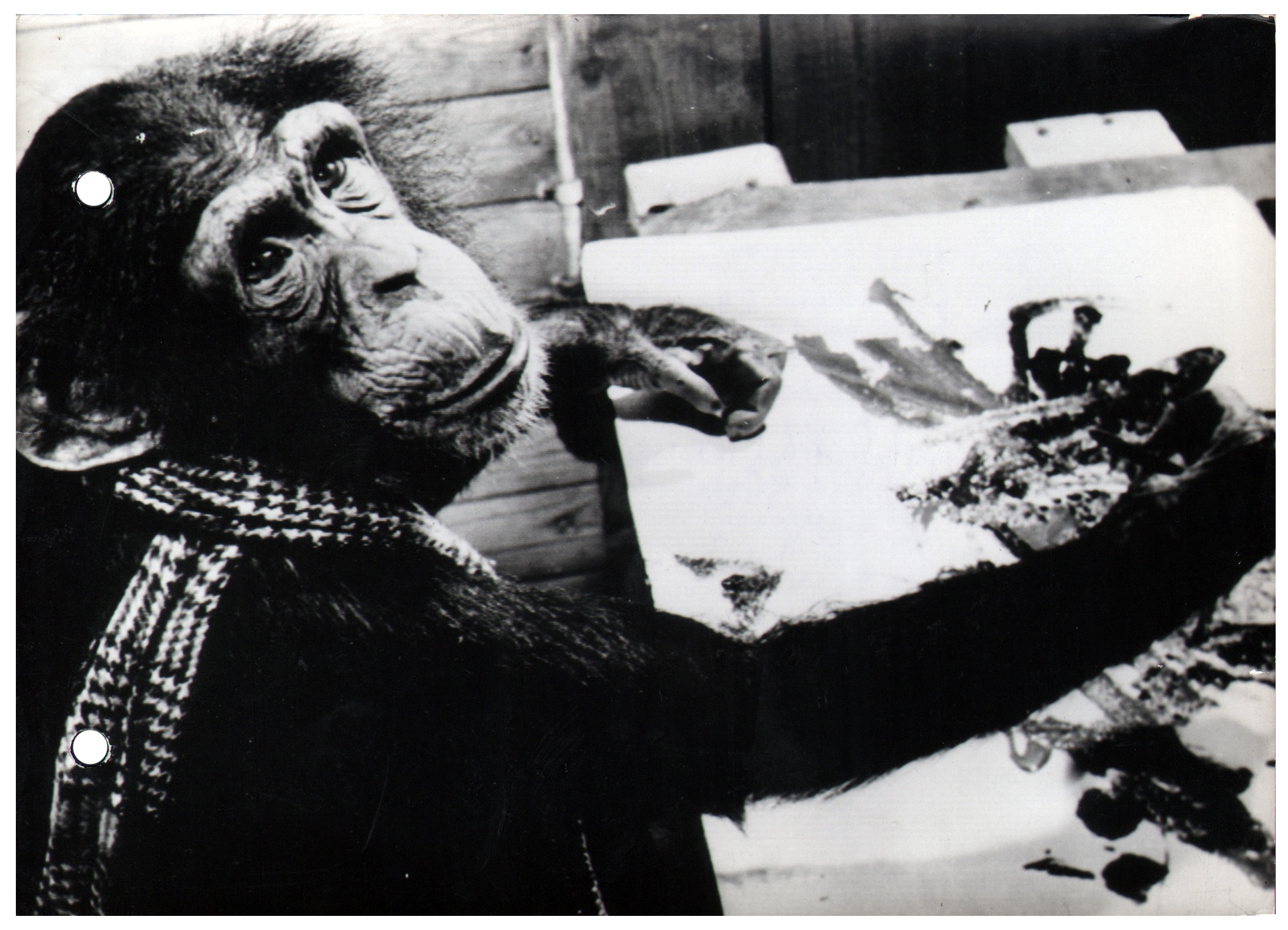 Chimpanzee artists - Ses Oeuvres Se Vendent, 1964