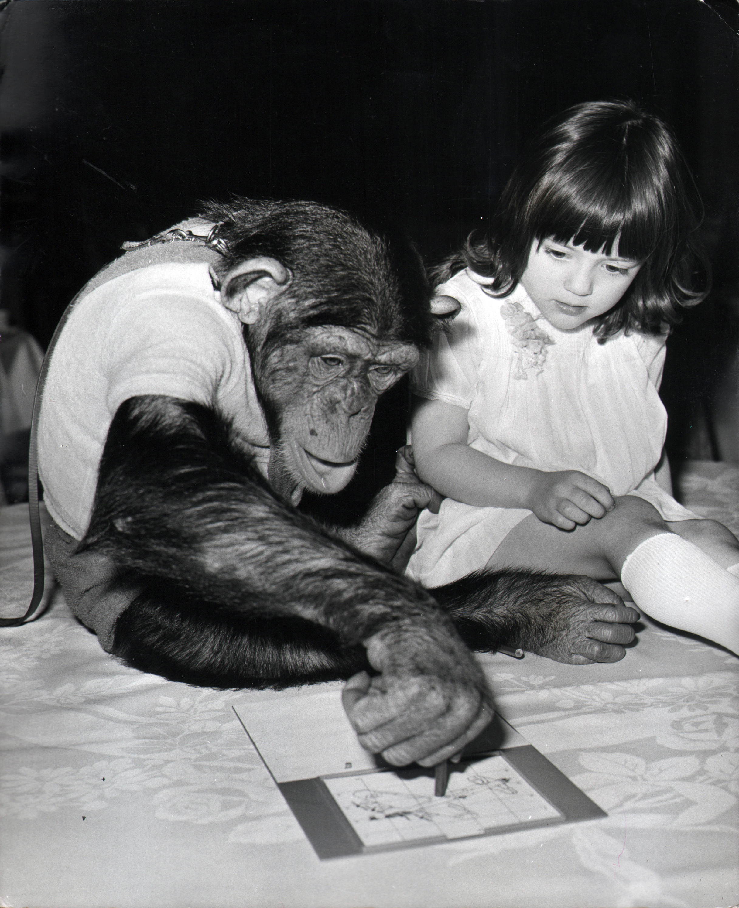 Chimpanzee artists - Square Art Launch Party, 1971