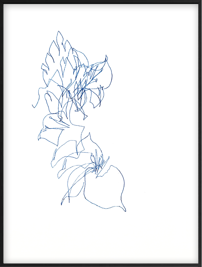 Cari Gonzalez-Casanova - Puya berteroniana (Bromeliaceae), 5 mn 17 s