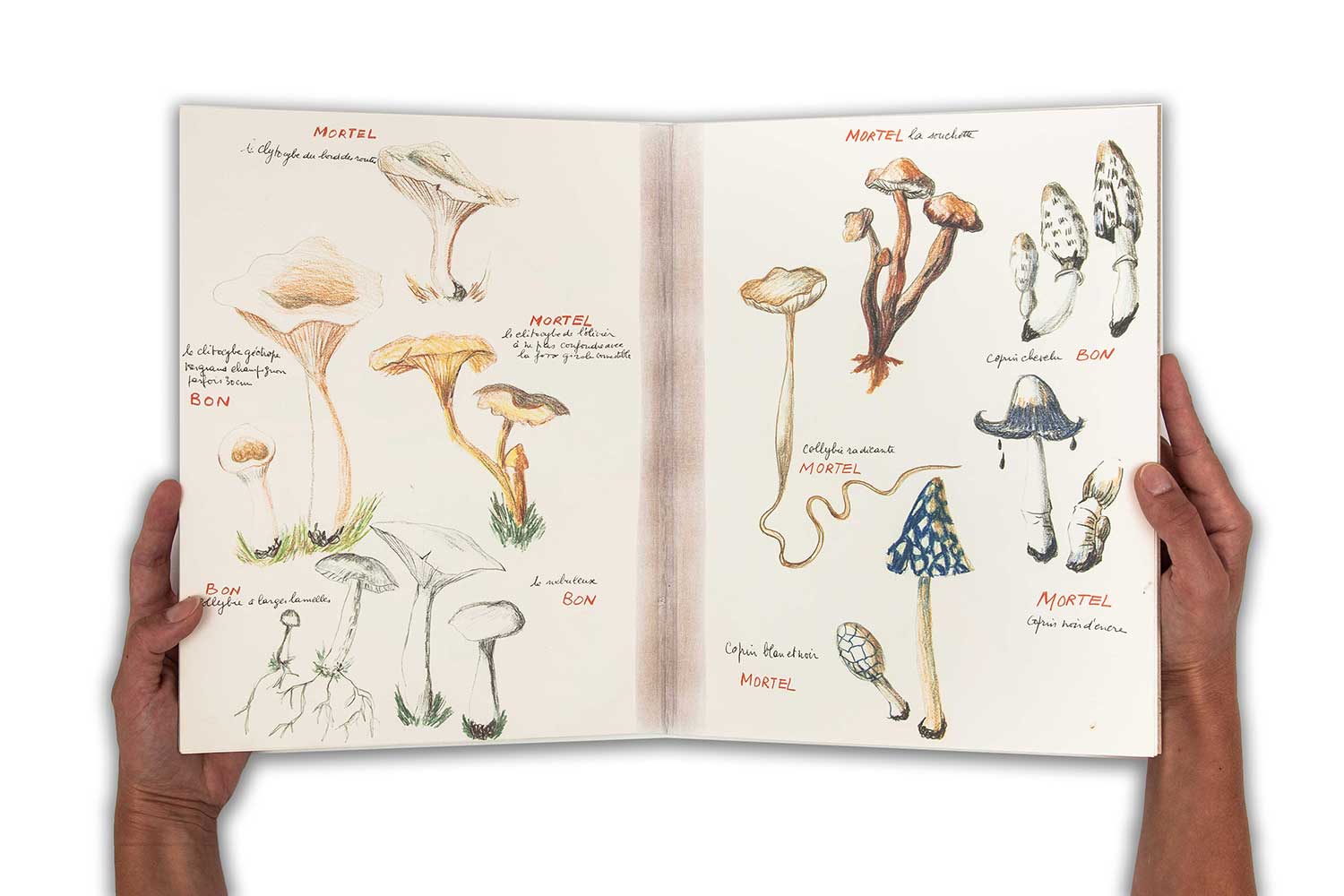 Annette Messager - Ma collection de champignons bons et de champignons mortels, 1973/2011