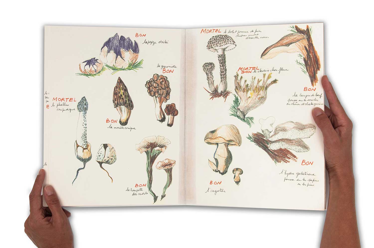 Annette Messager - Ma collection de champignons bons et de champignons mortels, 1973/2011 - 