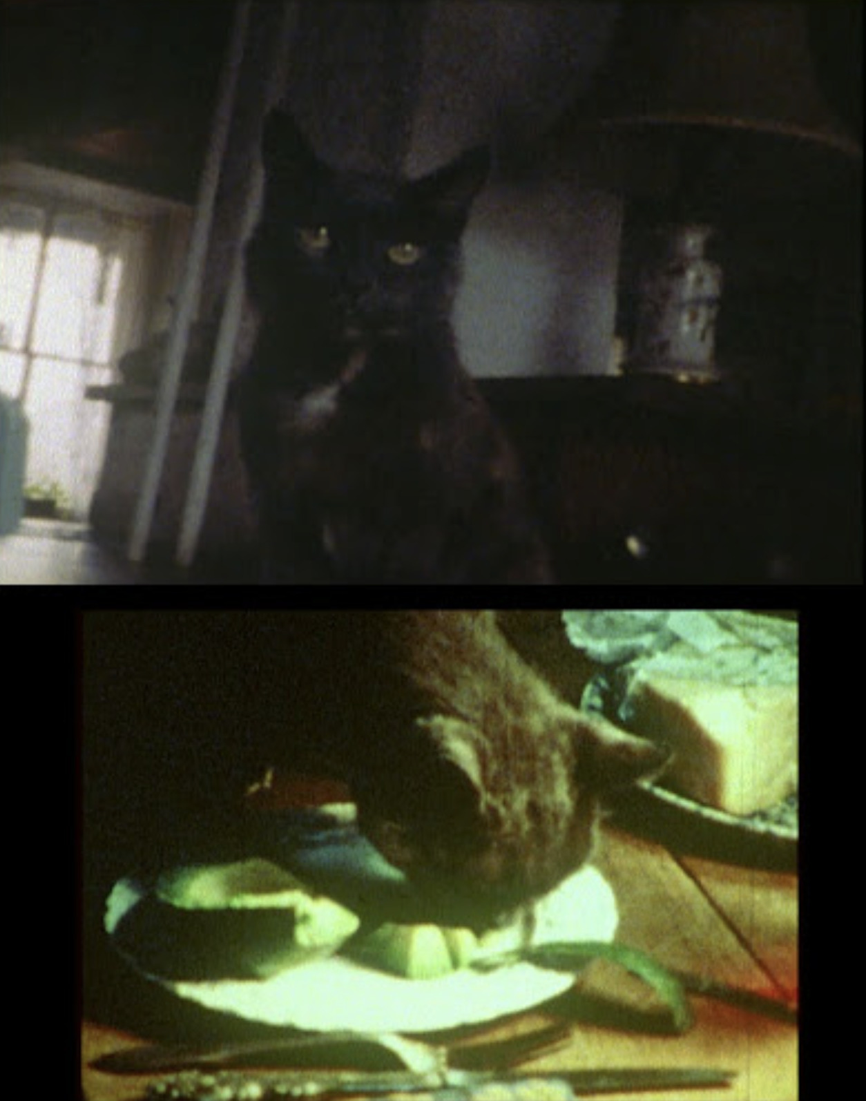 CATS!